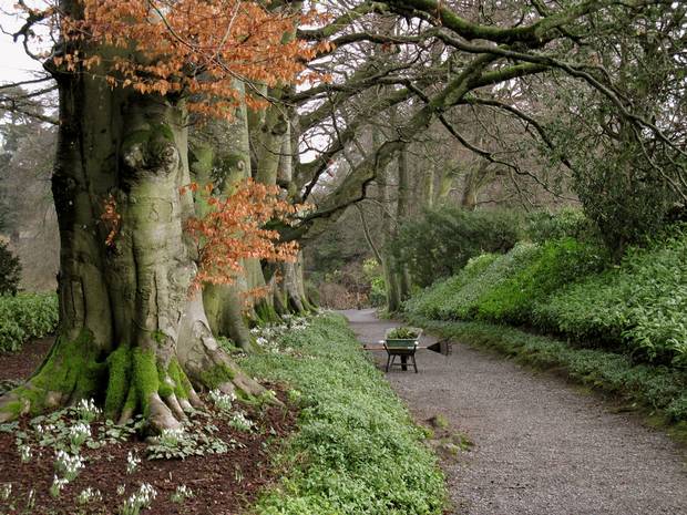 Snowdrop Week at Altamont Gardens. Photo: Carlow Tourism