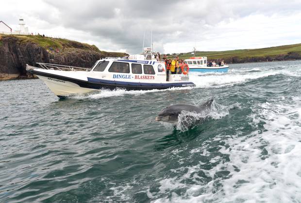 Fungie, Dingle Dolphin Tours DSC_7441.png