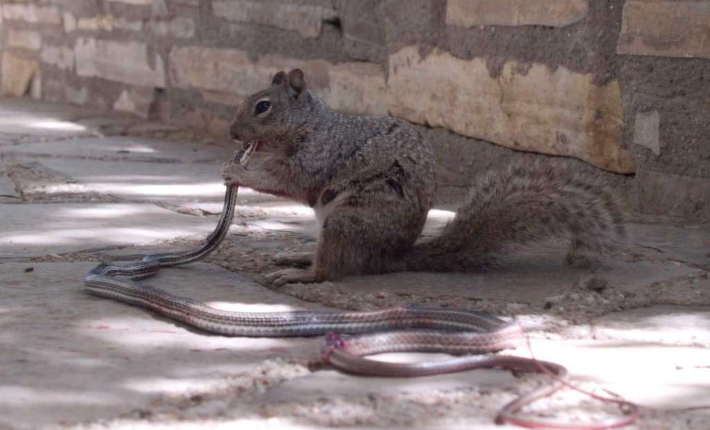 squirrel eating snake part 2