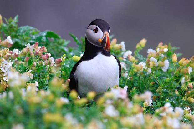 Skellig Michael Puffin1.png