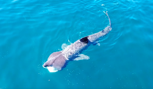 The basking shark filmed by John Joyce in Keem Bay