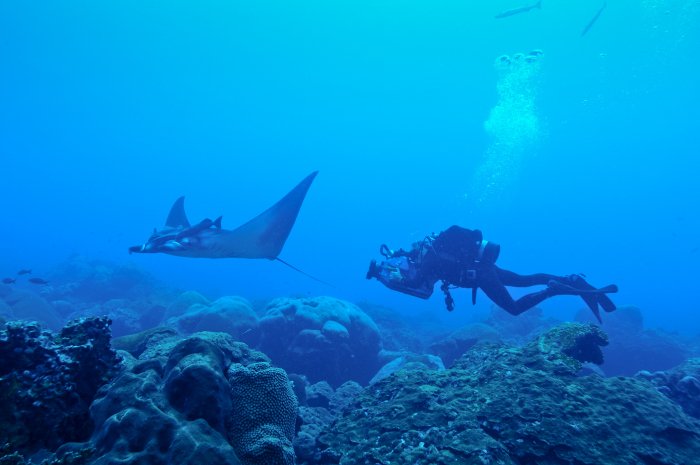 manta ray 4