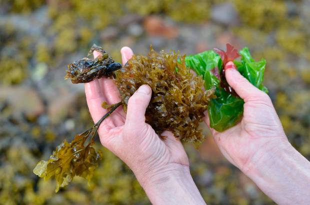 Atlantic Irish Seaweed, Co. Kerry DSC_1171.jpg