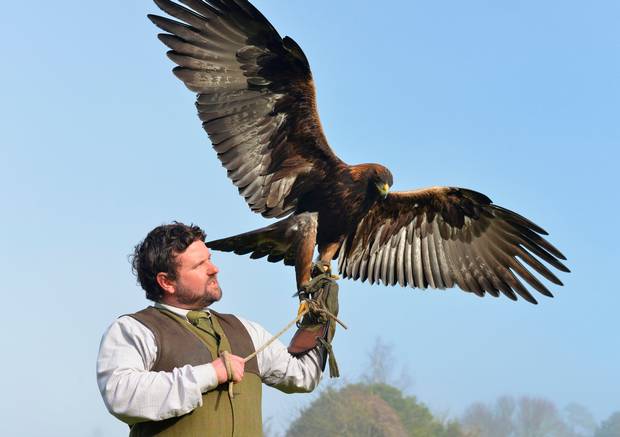  Eagle1 Adare Manor.jpg