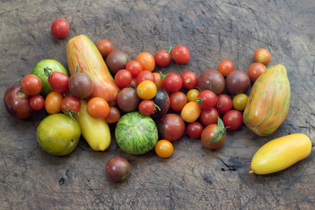 Heirloom Tomato Salad