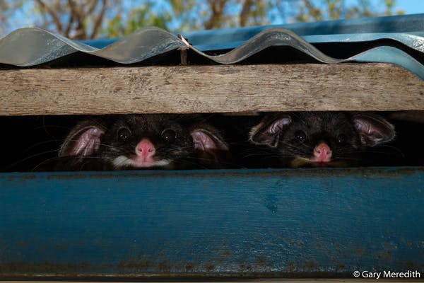 (Gary Meredith/South Australian Museum)