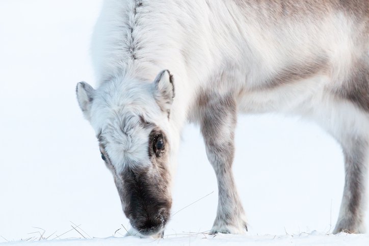 svalbard reindeer istock