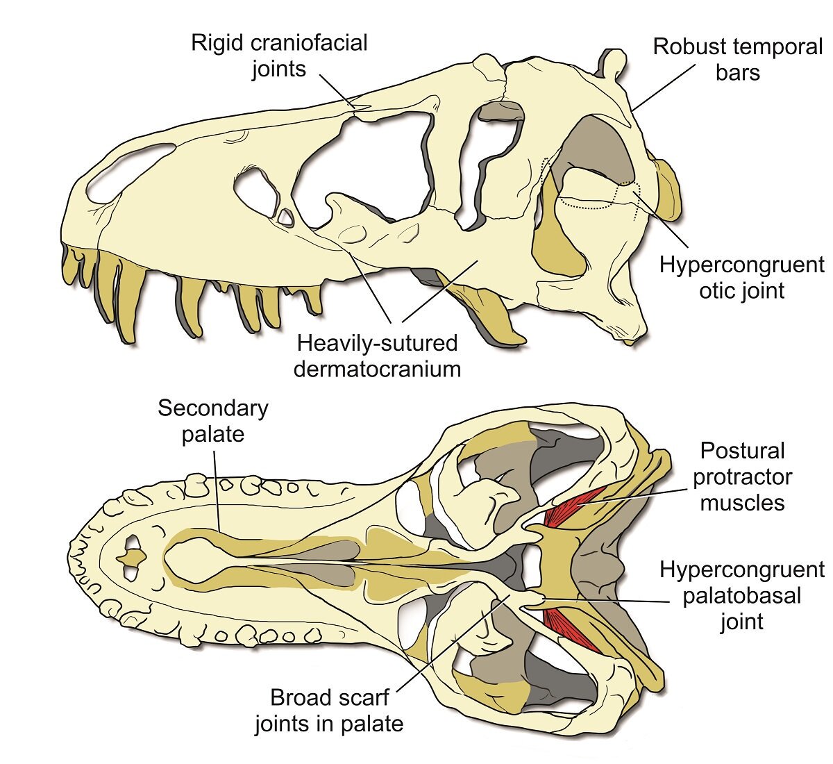 Key options of a stiff <em>T. rex</em> cranium. (College of Missouri)” width=”700″ fashion=”width: 100%;”/><span style=