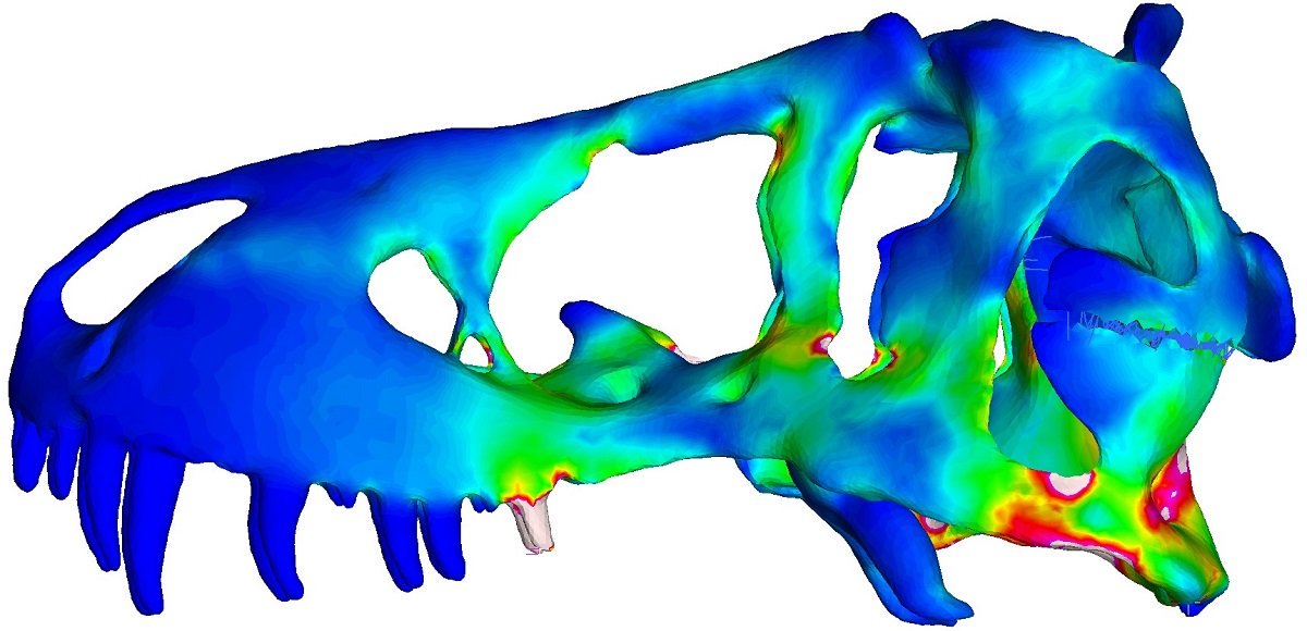 3D map of <em>T. rex</em> cranium exhibiting muscle activation. (Courtesy of Eric Stann/College of Missouri)” width=”700″ fashion=”width: 100%;”/><span style=