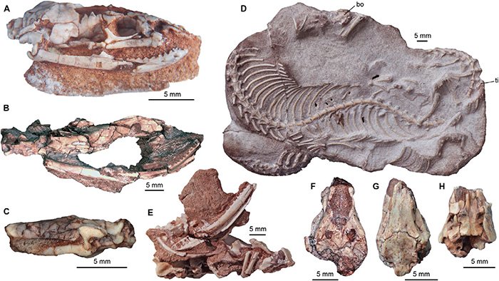 najash snake specimens flinders