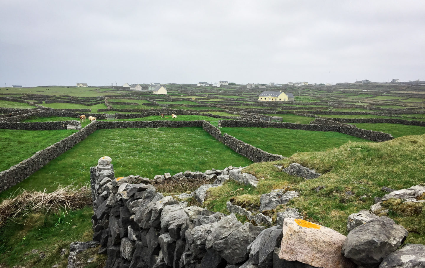 Fields and stone walls