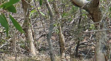 Aussie bush fuel load