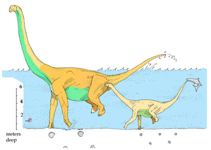 010 sauropods 2