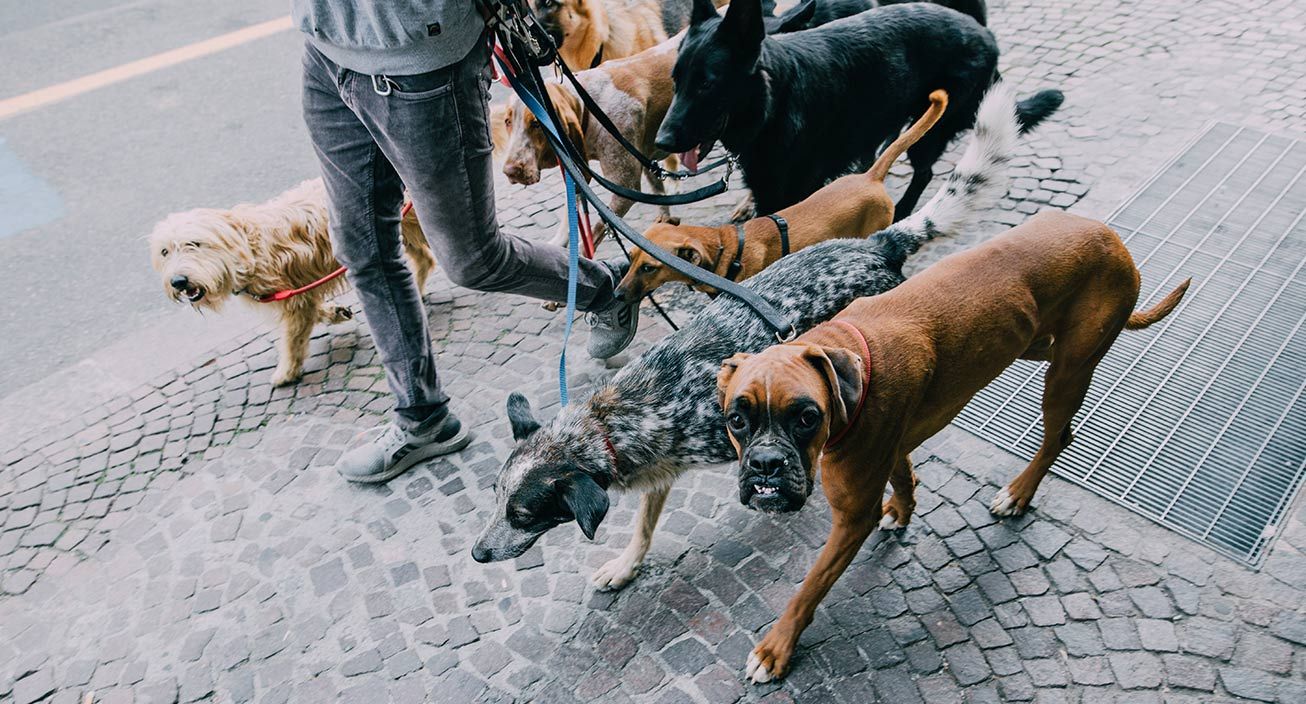 Someone walking several dogs on a leash. 