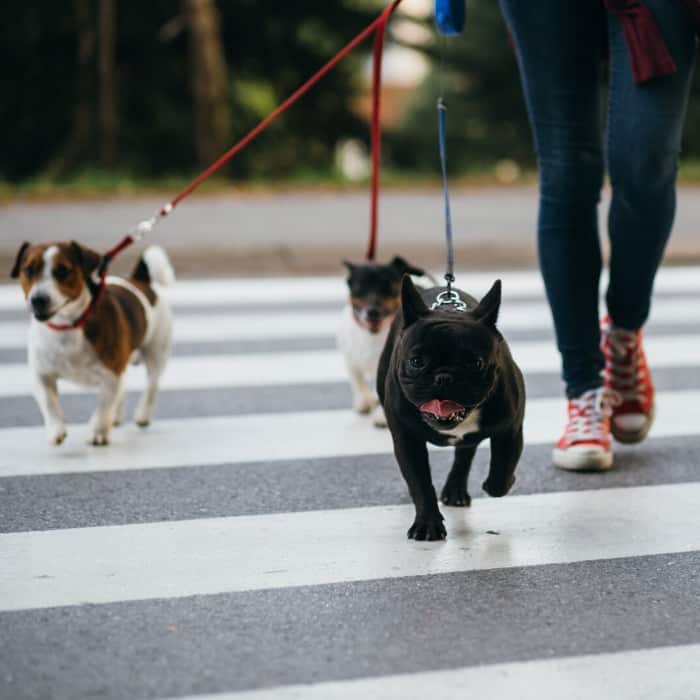 three dogs out for a walk