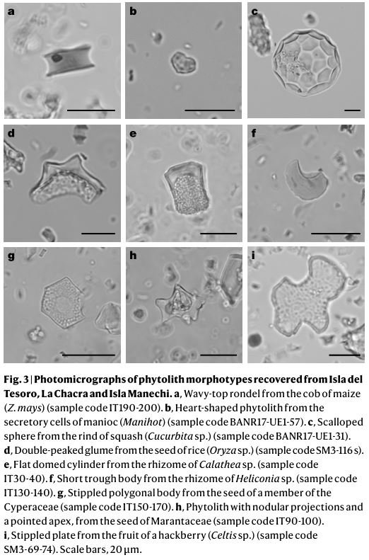 nature body image phytoliths from amazonia