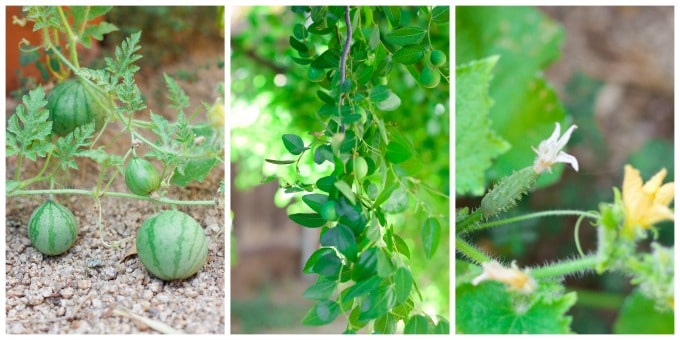 Baby watermelons, jujubes and cucumbers growing in the garden.