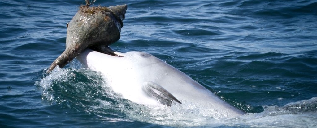 dolphin shelling