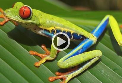 Image of tree frog for Outschool class on amphibians