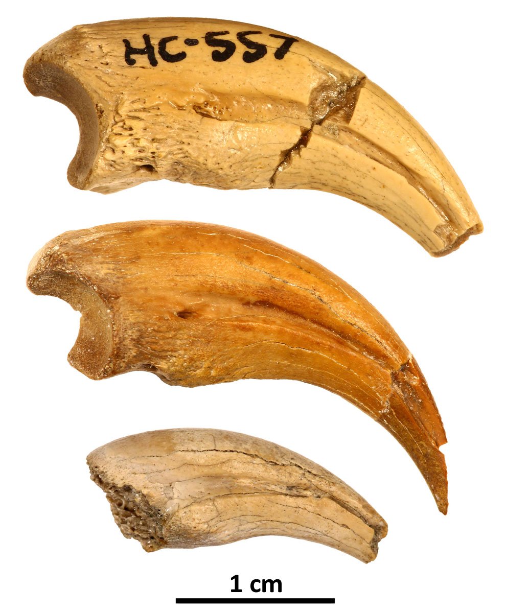 The three claws showing changes in shape and texture as the animal grew in size. (Fowler et al, Cretaceous Research, 2020)