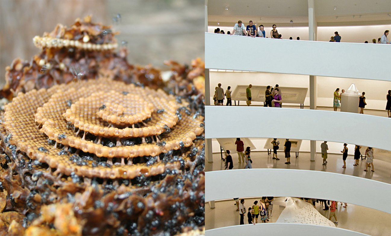 bee spiral vs guggenheim