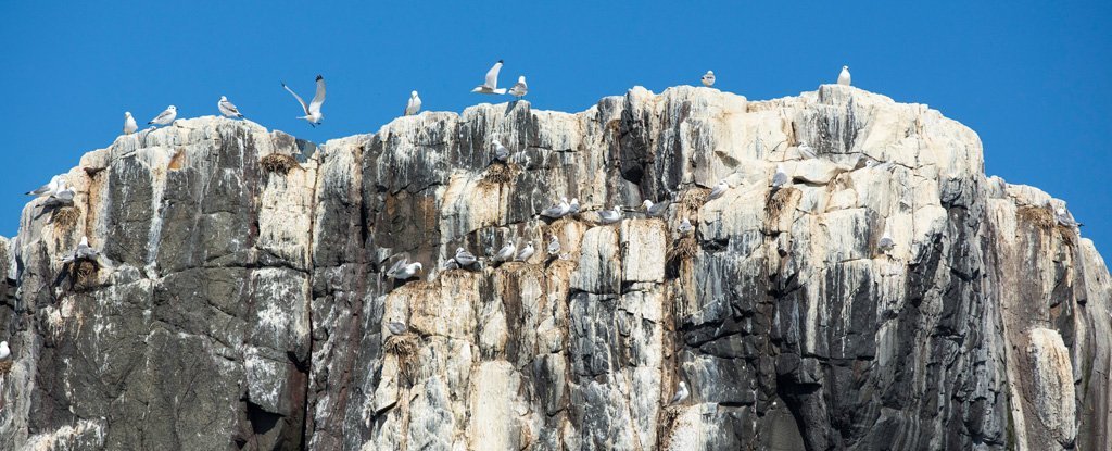 Bird Poop 'Time Machine' Shows a Staggering Historic Decline in Sea Birds